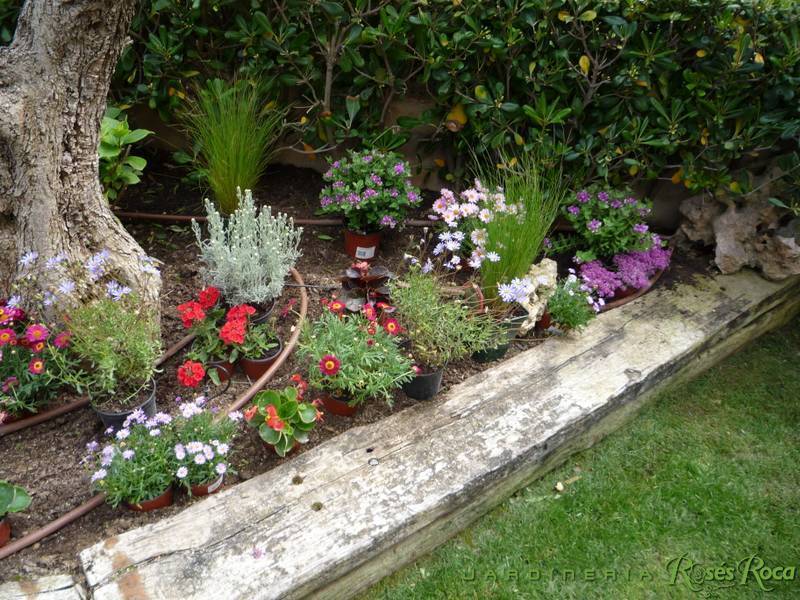 JardineriaRosesRoca12