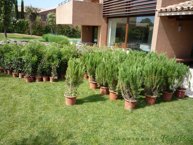 JardineriaRosesRoca26