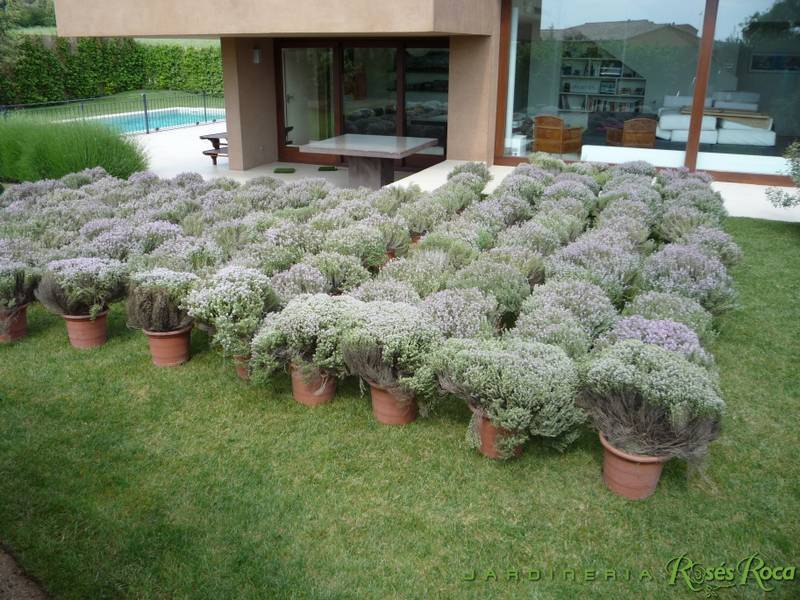 JardineriaRosesRoca27