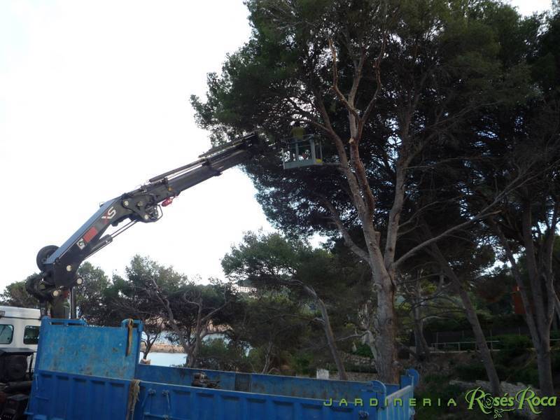 JardineriaRosesRoca37