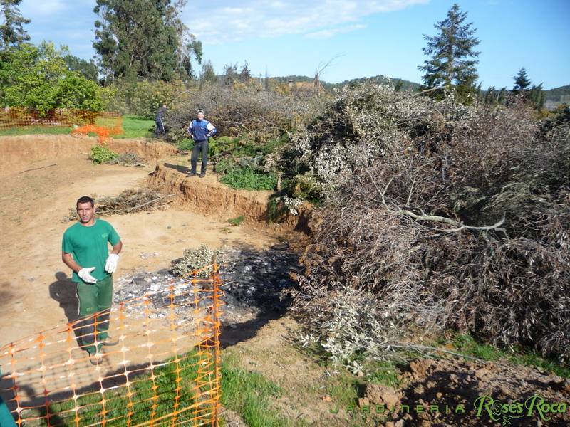 JardineriaRosesRoca6