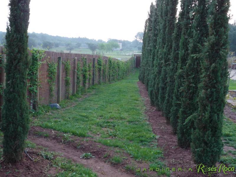 JardineriaRosesRoca15