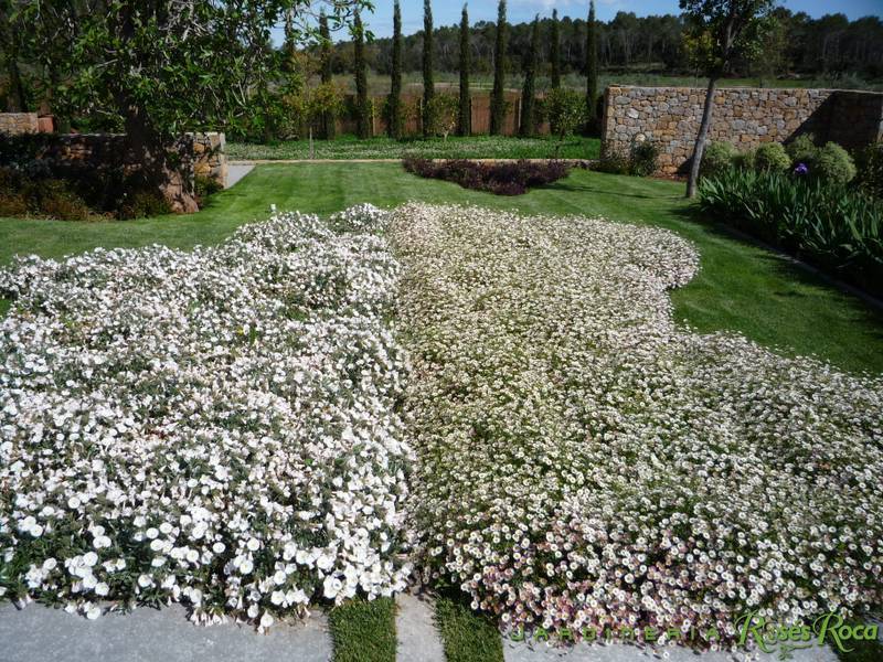 JardineriaRosesRoca26