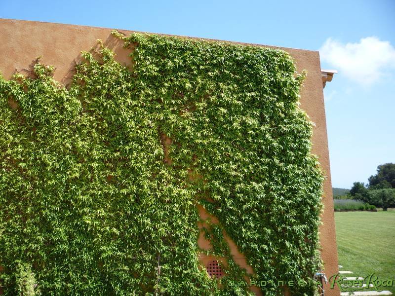 JardineriaRosesRoca32