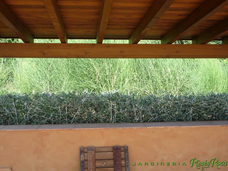 JardineriaRosesRoca35