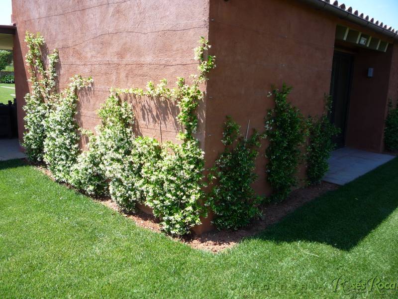 JardineriaRosesRoca38