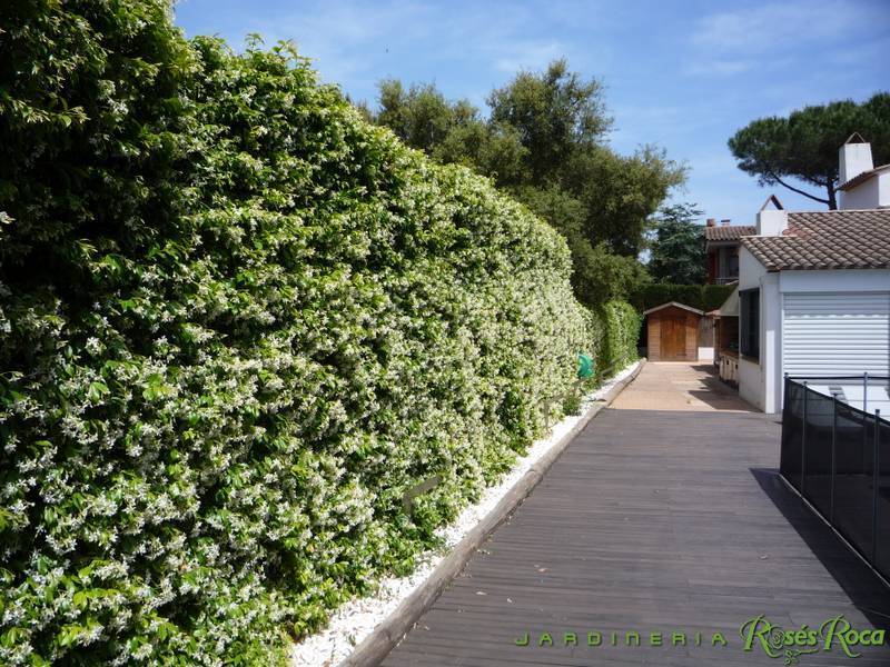 JardineriaRosesRoca42