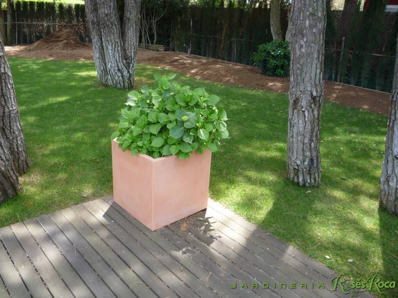 JardineriaRosesRoca43