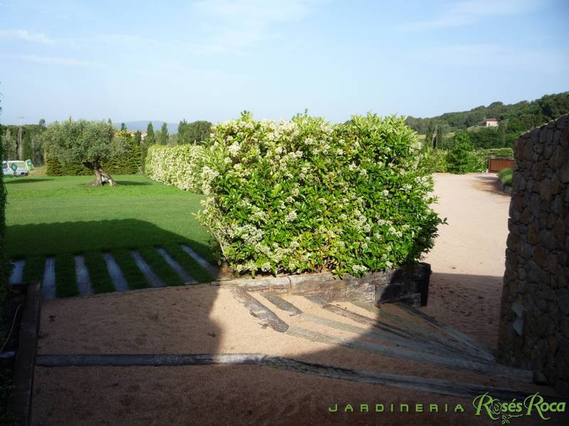 JardineriaRosesRoca45