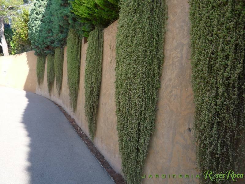 JardineriaRosesRoca9