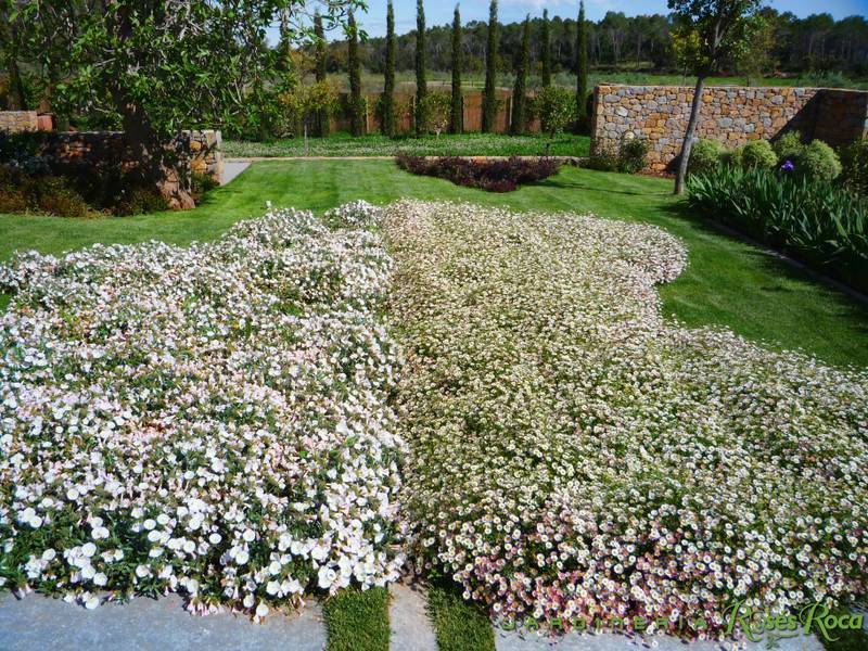 JardineriaRosesRoca10