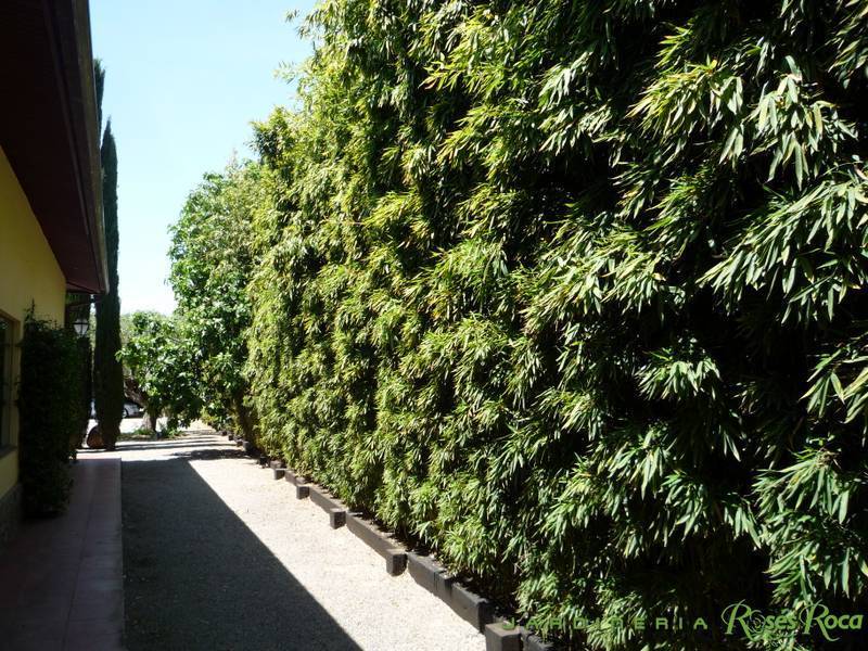 JardineriaRosesRoca12