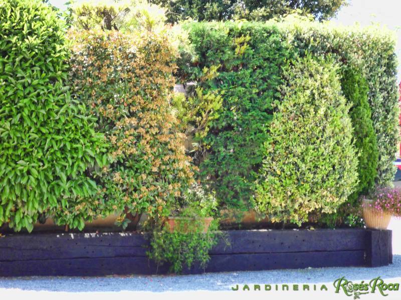 JardineriaRosesRoca13