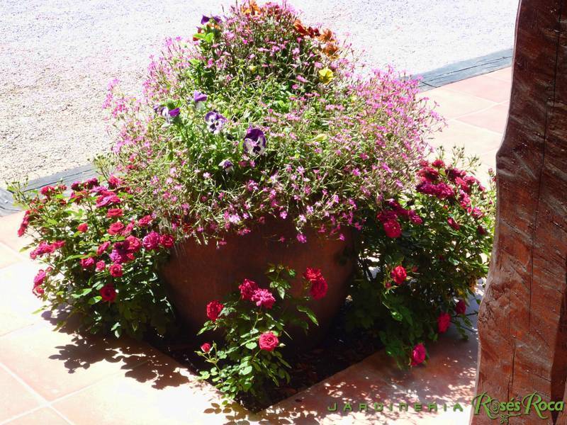 JardineriaRosesRoca14