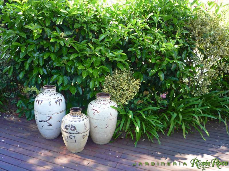 JardineriaRosesRoca15