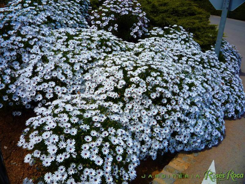 JardineriaRosesRoca16