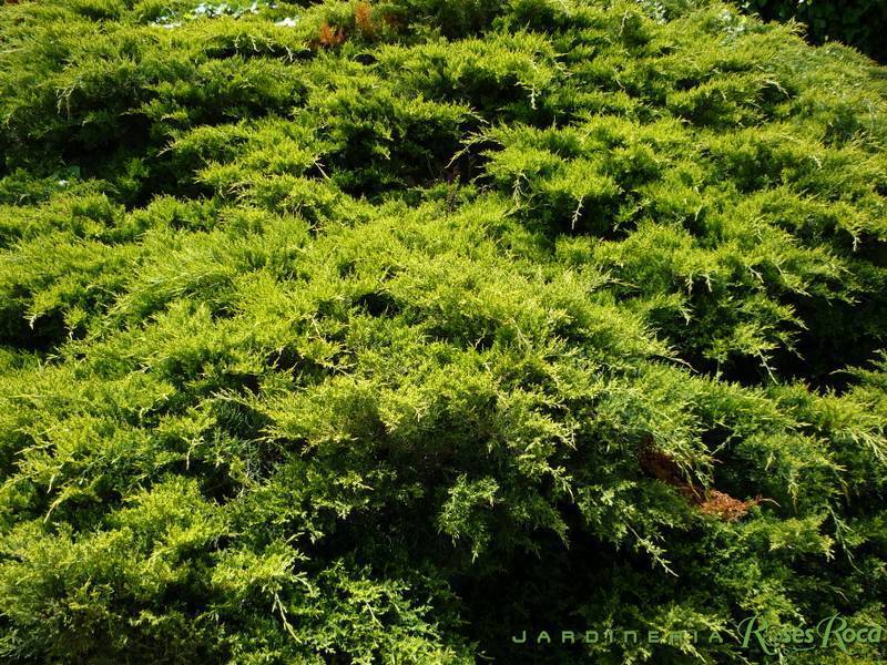 JardineriaRosesRoca17