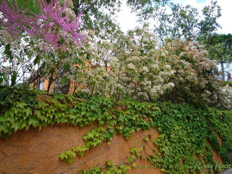 JardineriaRosesRoca18