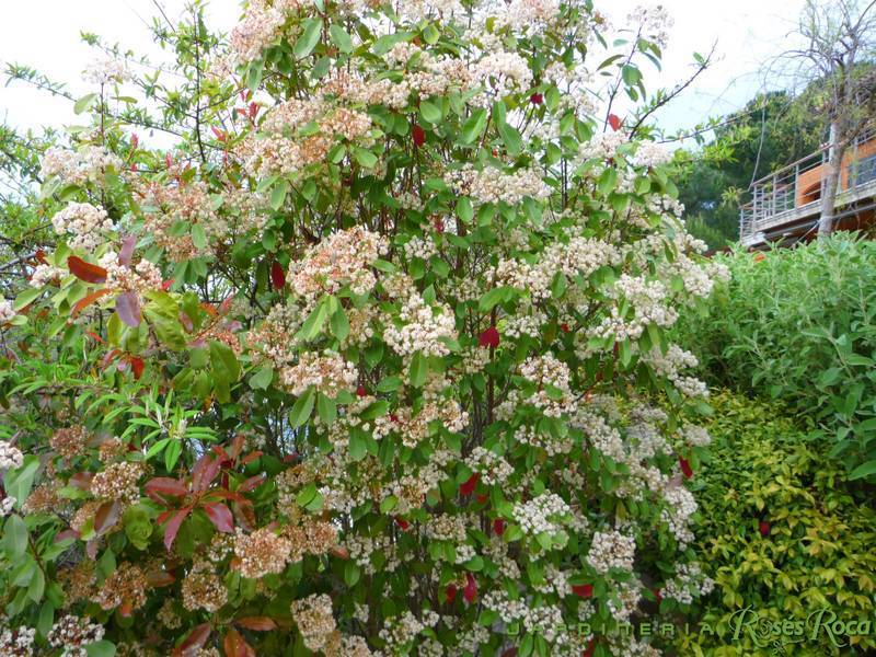 JardineriaRosesRoca19
