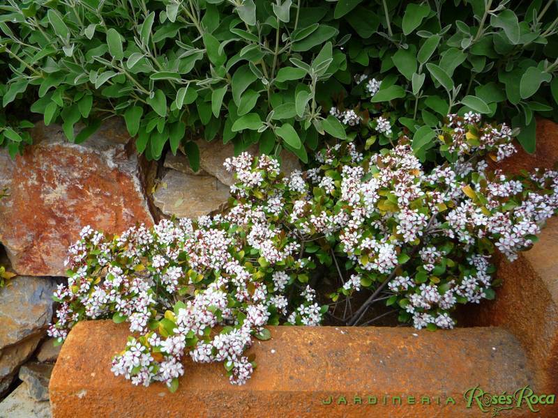 JardineriaRosesRoca20