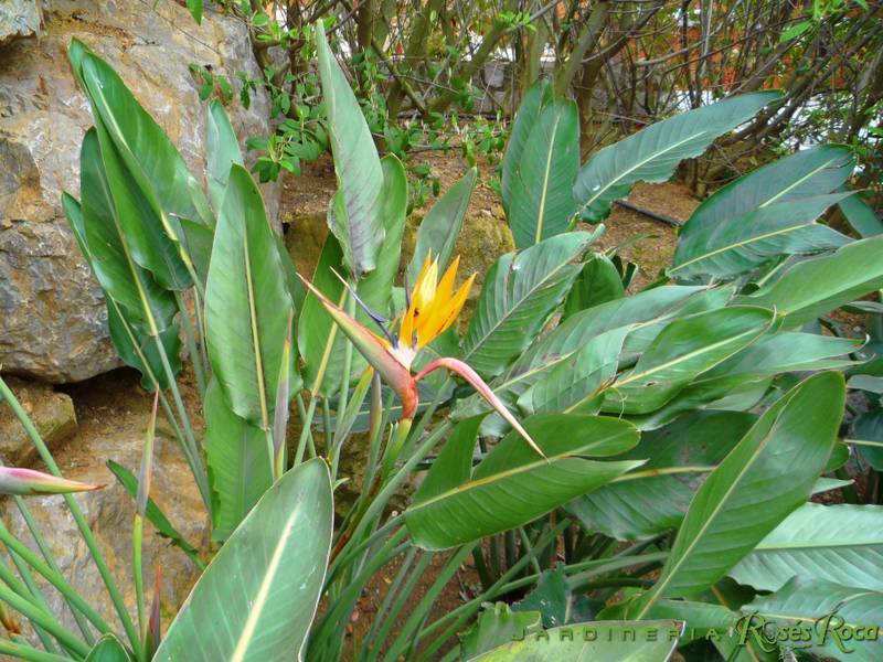 JardineriaRosesRoca21