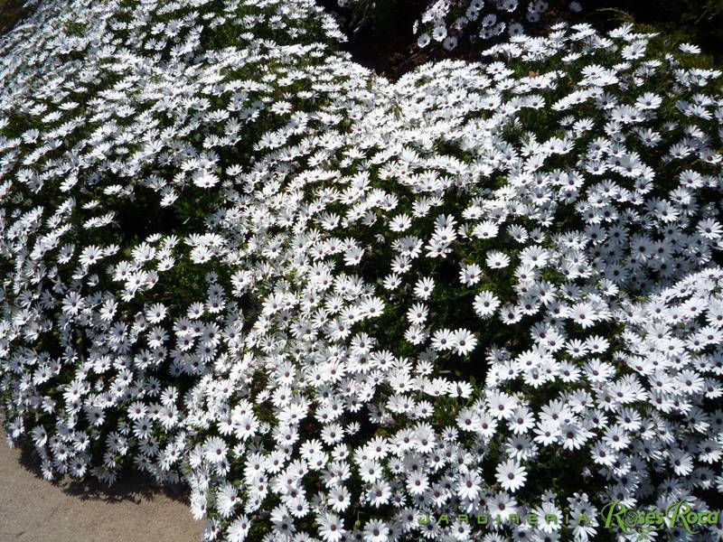 JardineriaRosesRoca22