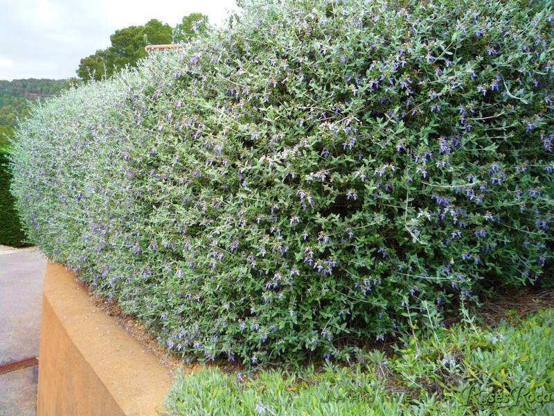 JardineriaRosesRoca23