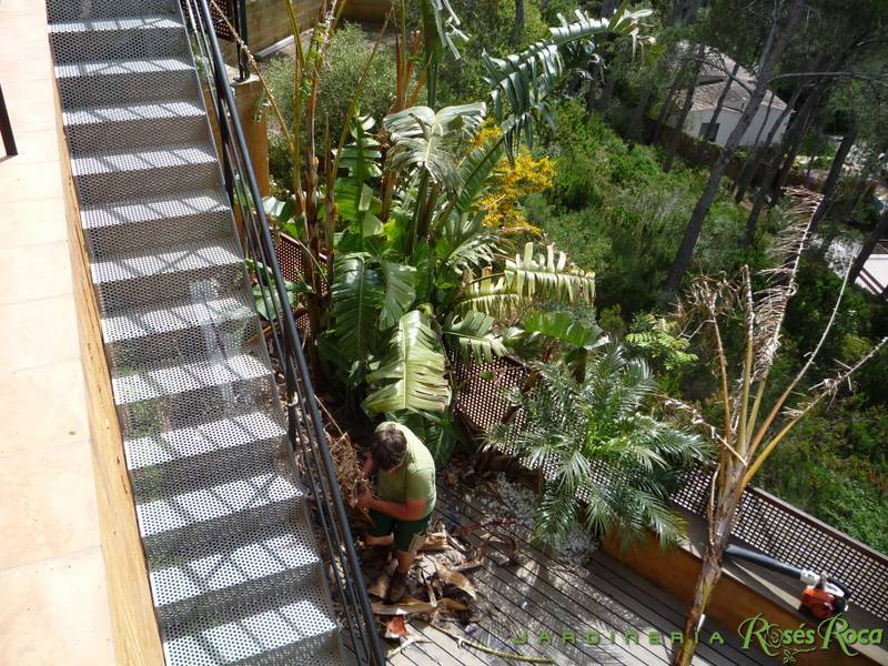 JardineriaRosesRoca26