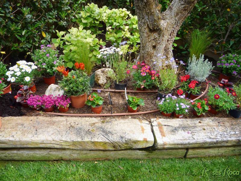 JardineriaRosesRoca27