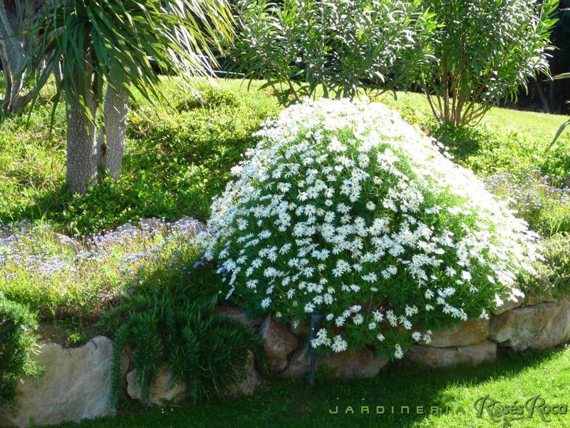 JardineriaRosesRoca28