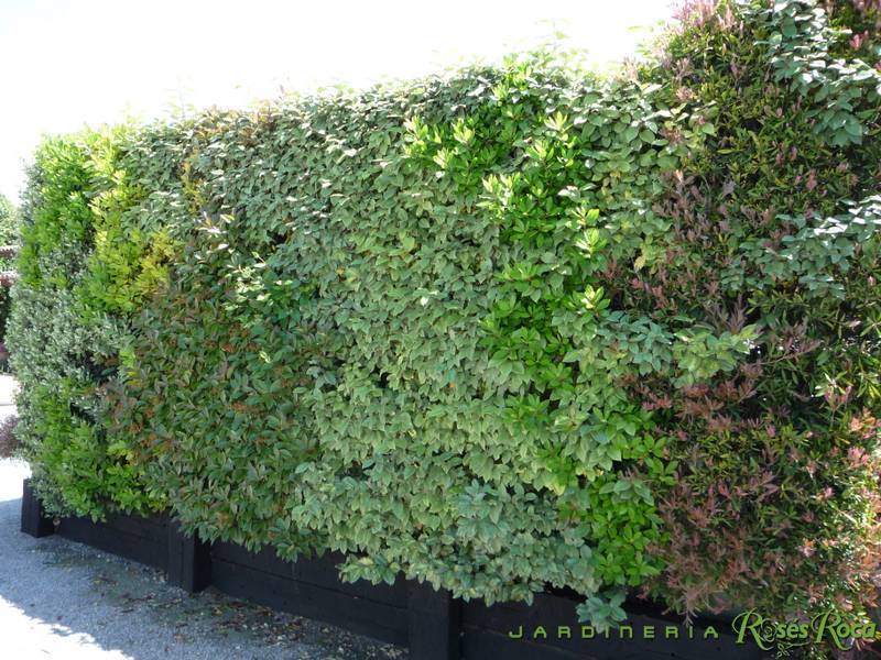 JardineriaRosesRoca31