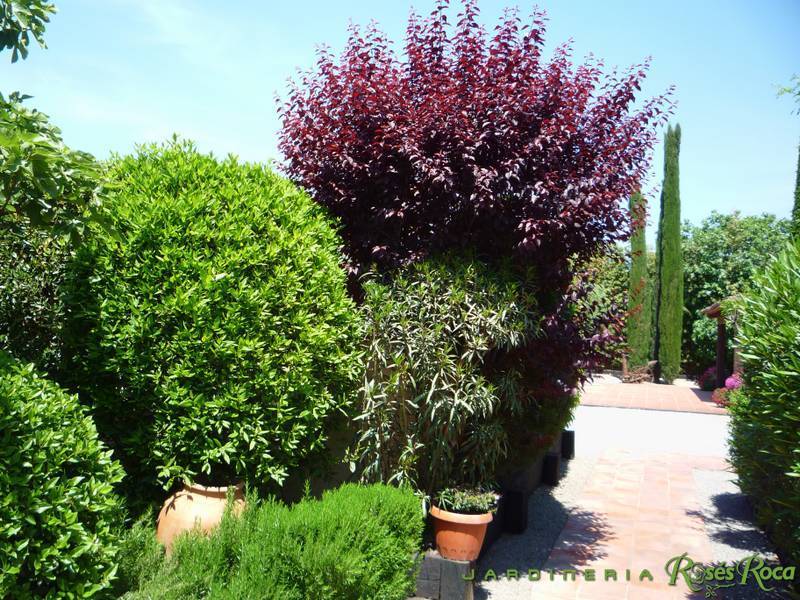 JardineriaRosesRoca32