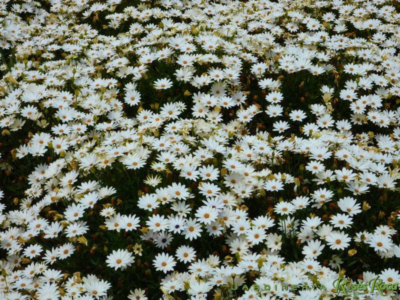 JardineriaRosesRoca33