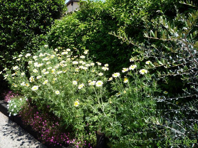 JardineriaRosesRoca34