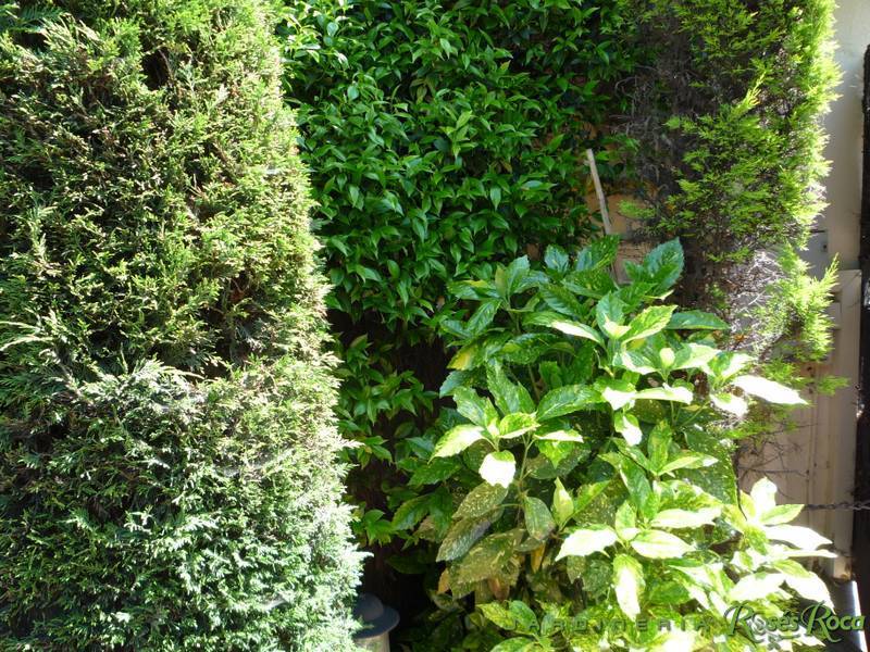 JardineriaRosesRoca35