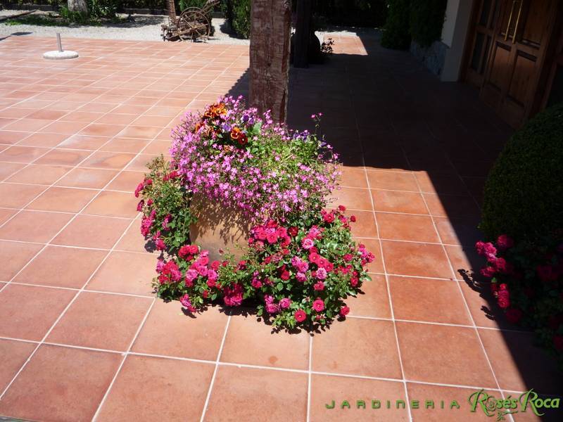 JardineriaRosesRoca37