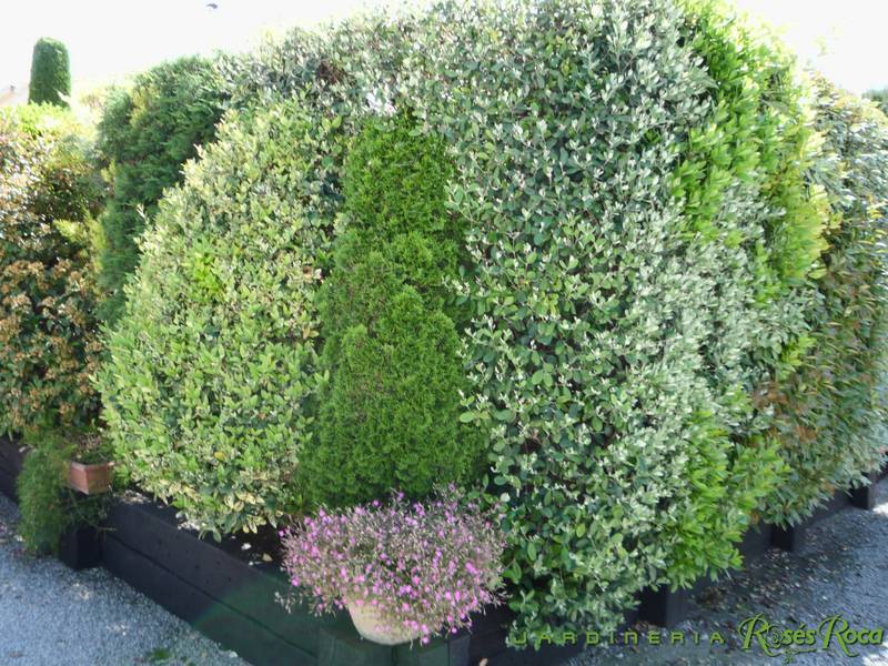JardineriaRosesRoca38