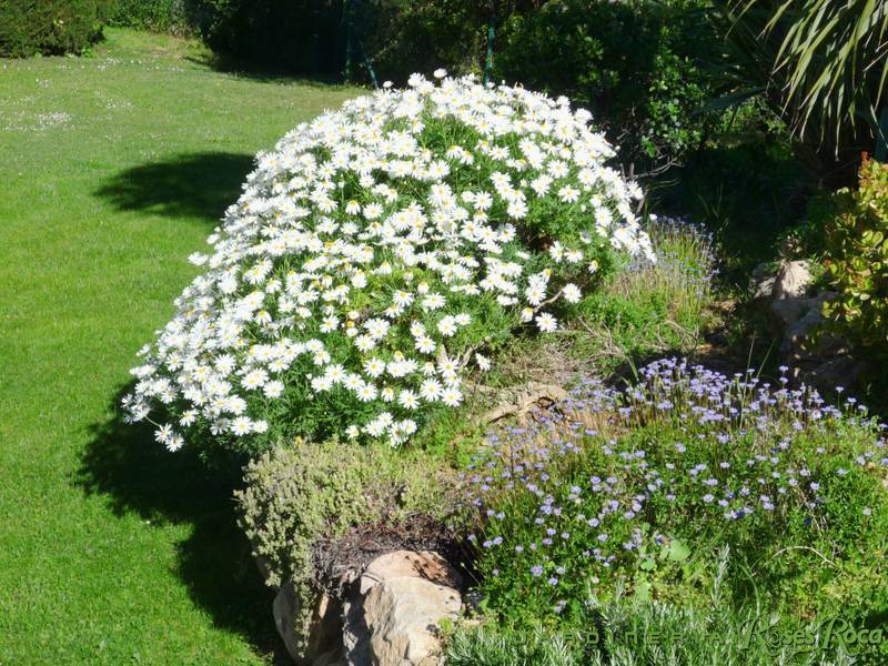 JardineriaRosesRoca39