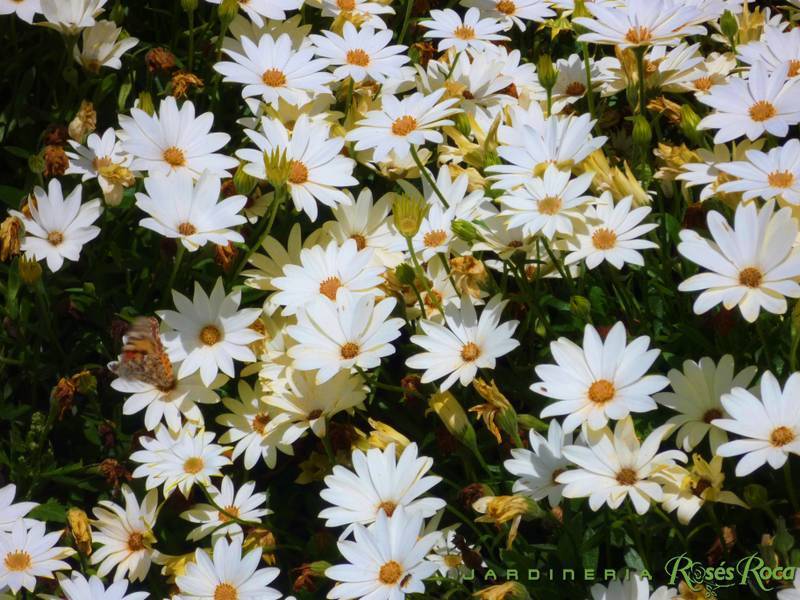 JardineriaRosesRoca4