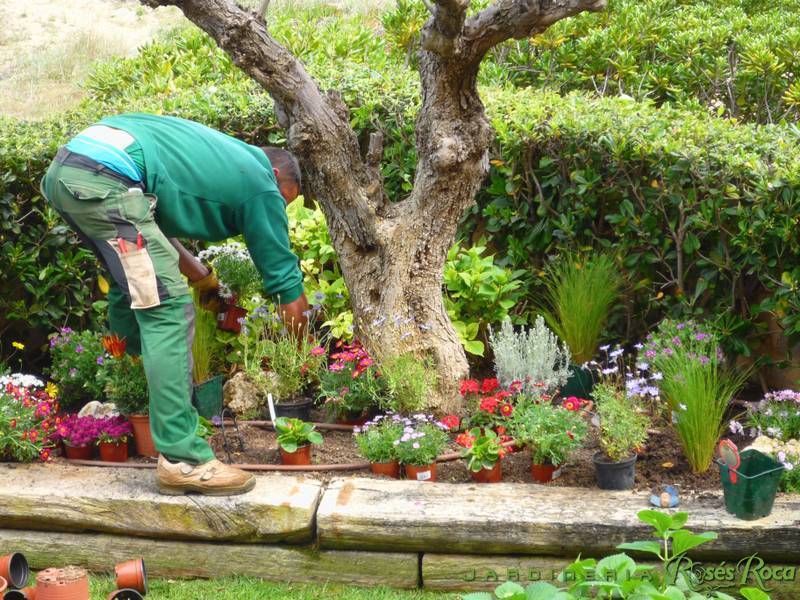 JardineriaRosesRoca40