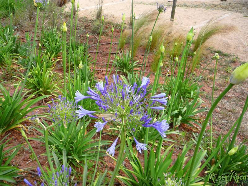 JardineriaRosesRoca43