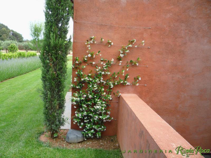 JardineriaRosesRoca44