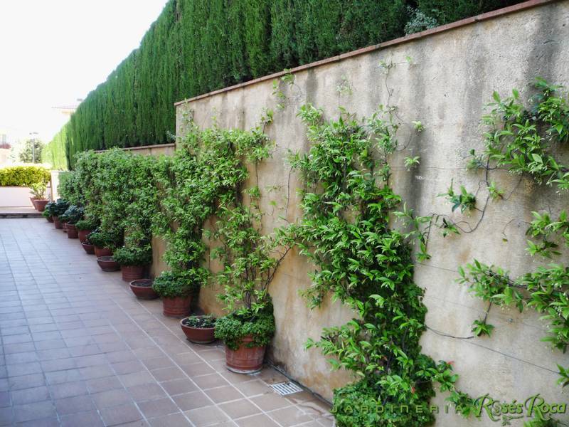 JardineriaRosesRoca46