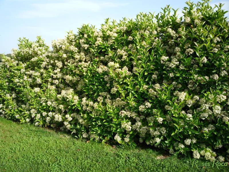 JardineriaRosesRoca48