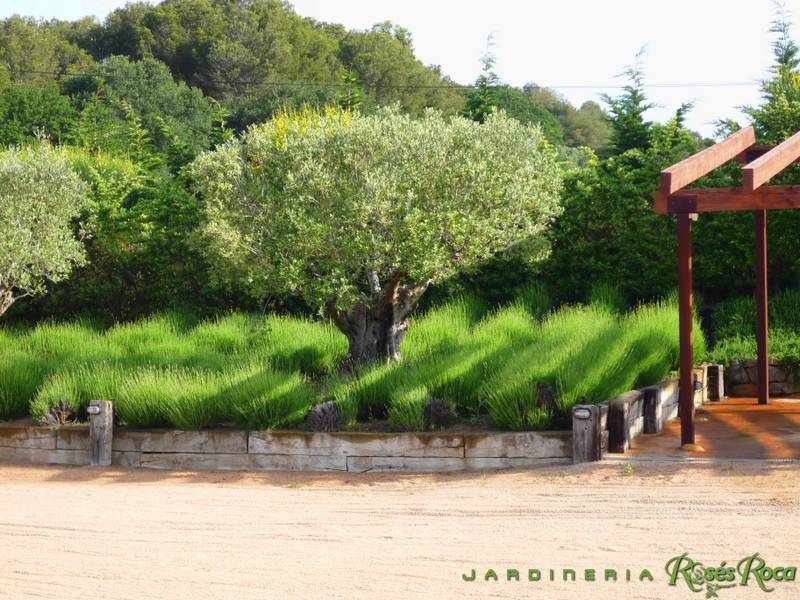 JardineriaRosesRoca49