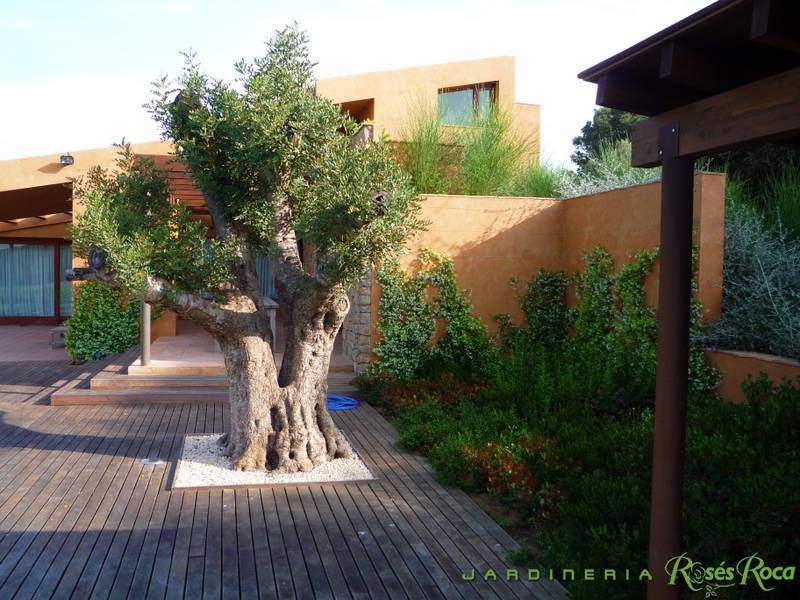 JardineriaRosesRoca50