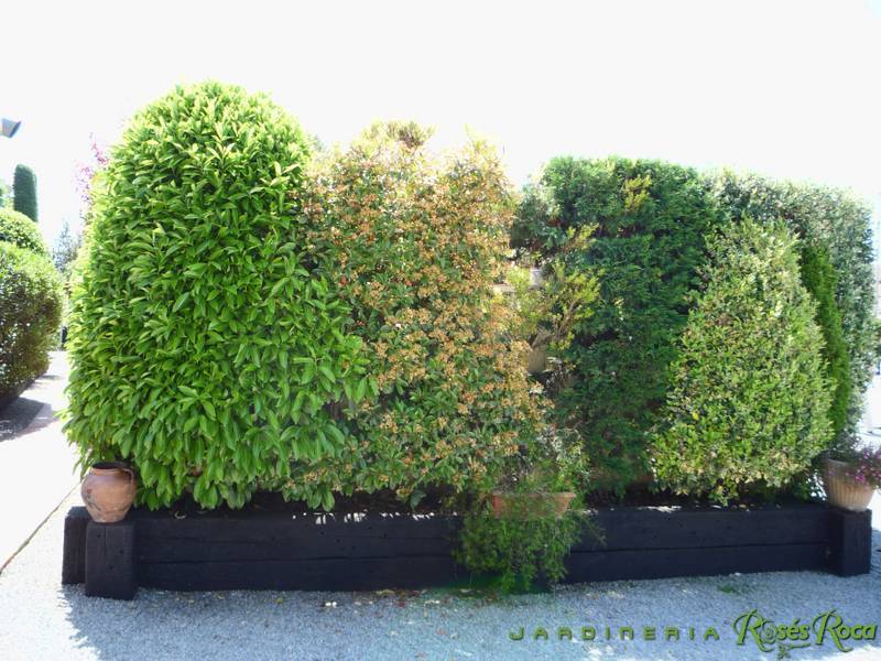 JardineriaRosesRoca51