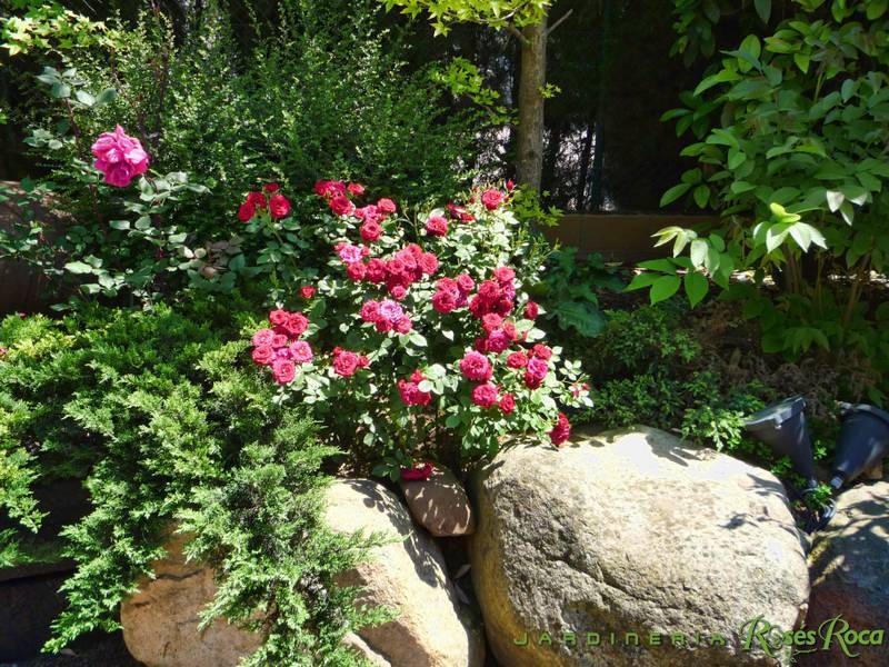 JardineriaRosesRoca6