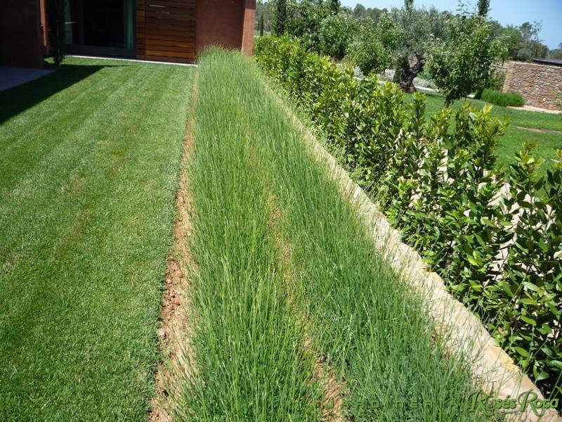 JardineriaRosesRoca10