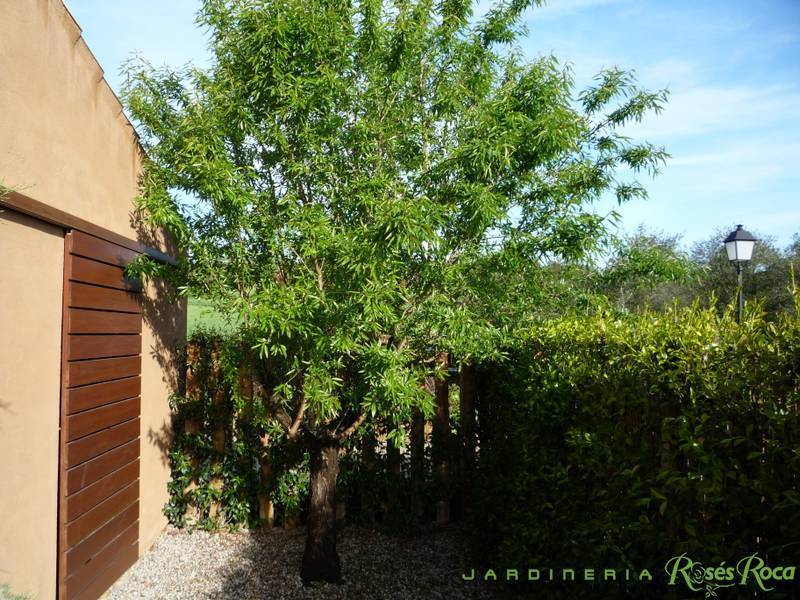 JardineriaRosesRoca16